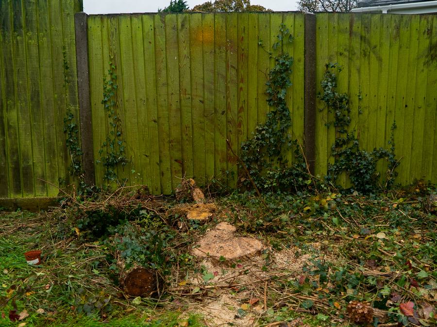 Two cut stumps and leaf litter along a mossy fence line
