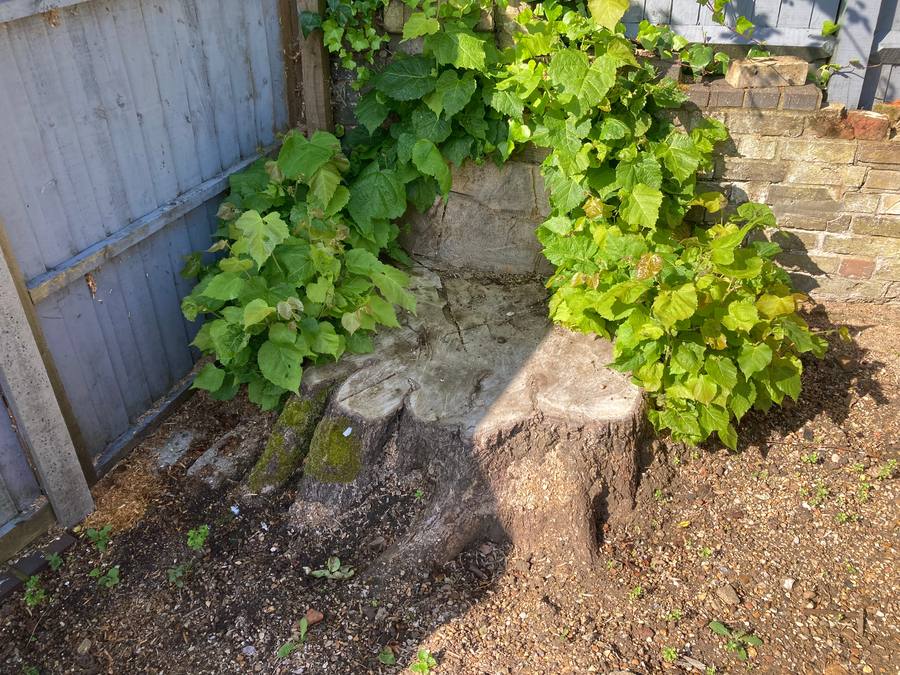 A large multi-stem stump regrowing in a brick and fence corner