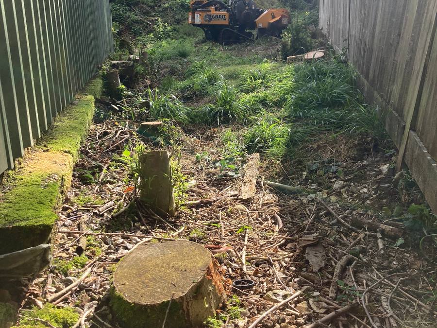A line of cut stumps down a narrow passage between a building and a fence