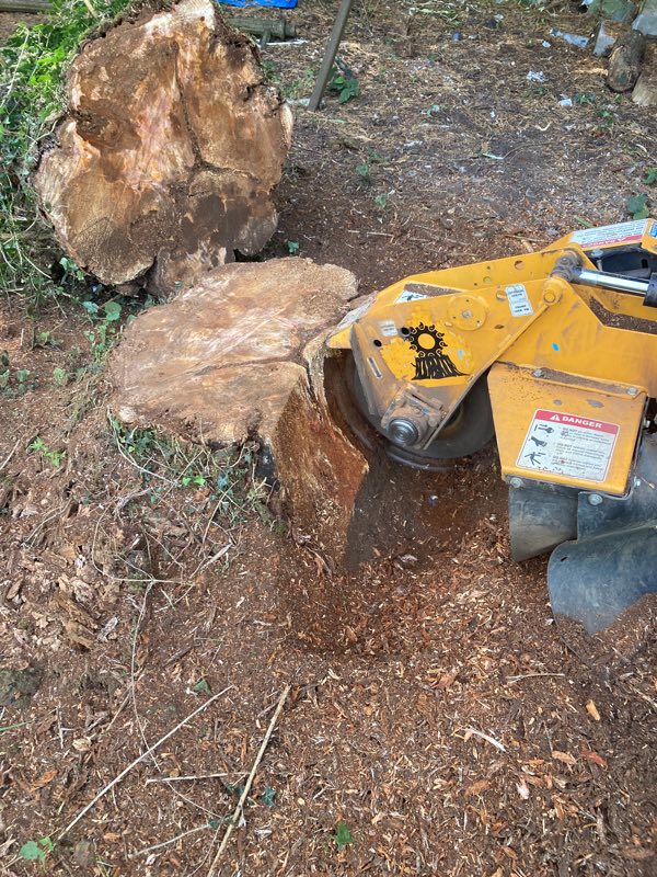 Stump grinder cutting into a tree stump