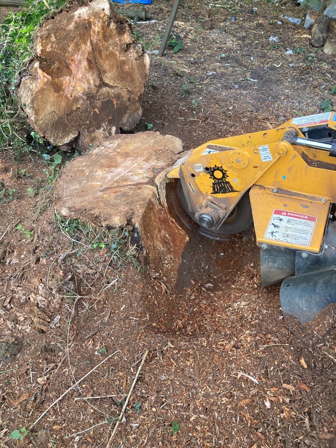 Stump grinder cutting into a tree stump